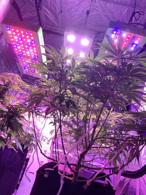 We did not find results for: Mars Hydro New LED Grow Light Give Away | 420 Magazine