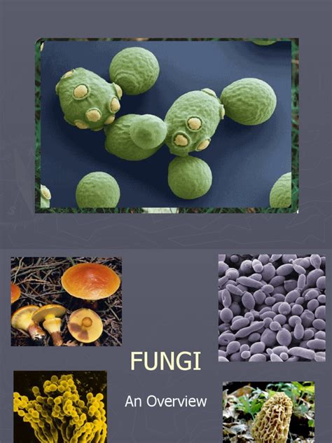 Fungi Pdf Fungus Sexual Reproduction
