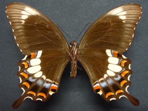 Fuscous Swallowtail Papilio Fuscus Capaneus Female Under
