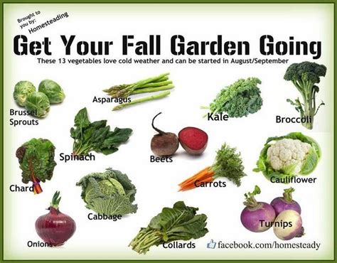 13 Vegetables That Love Cold Weather Winter Vegetables Gardening