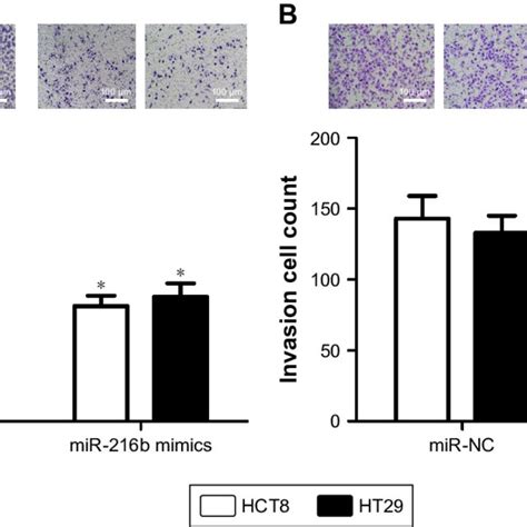 mir 216b inhibits cell migration and invasion in crc cells notes a download scientific
