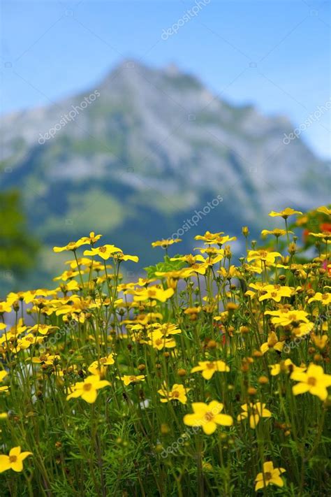 Yellow Flowers In The Swiss Alps — Stock Photo © Somatuscani 6765060