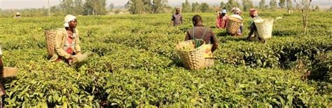 Malawi Tea 2020 Idh The Sustainable Trade Initiative
