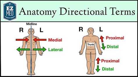 Inválido Aprobación Nivel Proximal Distal Definition Anatomy Lesionarse
