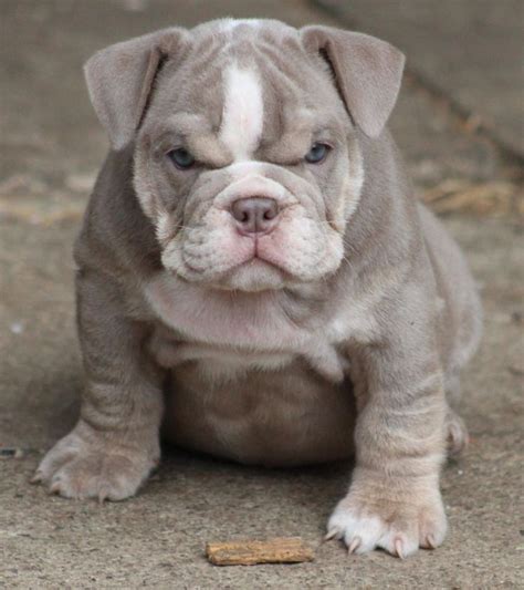 Breeders of champion english bulldogs, french bulldogs and miniature english bulldogs. Images For > Miniature English Bulldog Puppy | English ...