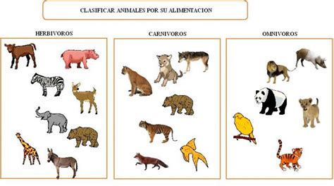 Alimentacion En Los Animales Xili