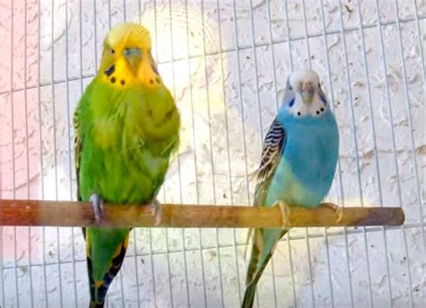Is Your Parakeet Male Or Female Sexing Tips You Can Trust Birds Coo