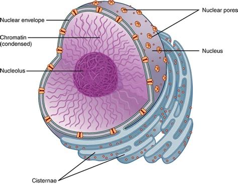 Cell Nucleus Plant And Animal Definition And Function