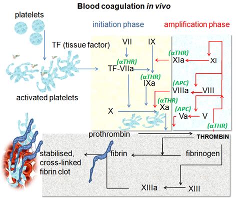 Blood Clotting Cascade Diagram Wiring Diagram Pictures