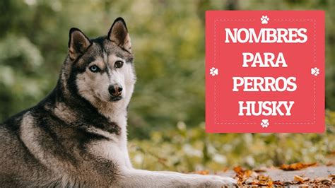 35 Nombres Para Perros Husky 🐾 ¡hembras Y Machos Cortos Y Largos
