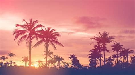 Tropical Sunset With Palm Trees Backiee