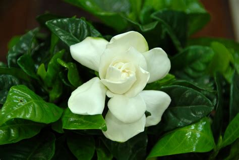 Filegardenia Flower Wikipedia