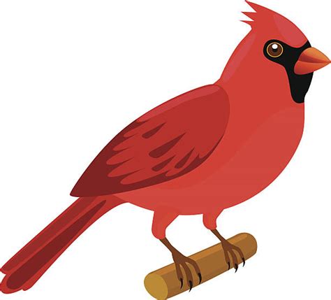 Royalty Free Cardinal Bird Clip Art Vector Images And Illustrations Istock