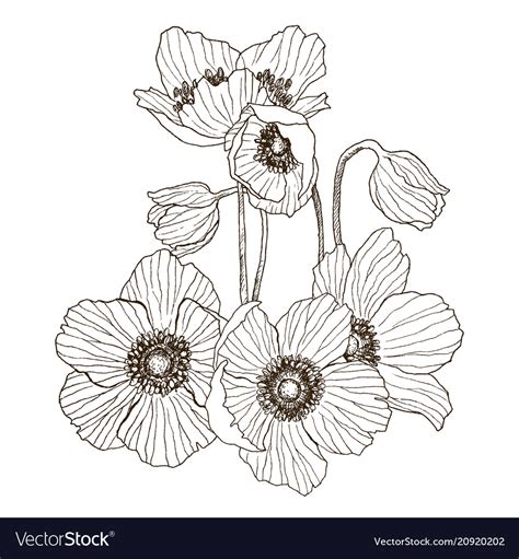 Anemone Flower Drawing Bouquet Isolated Royalty Free Vector