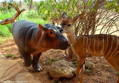 Odd Couples The Science Behind Unlikely Animal Friendships