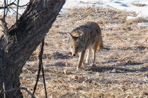 Coyote On The Prowl Photograph By Tony Hake