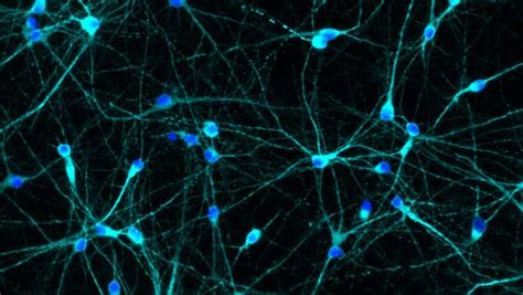 Neural Progenitor Cells Neuracell