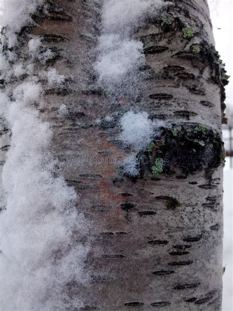 The Birch Trunk Is Covered With Ice Crystals Stock Image Image Of