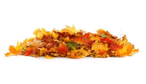 Pile Of Autumn Leaves Isolated On White Backgrounda Heap Of Different