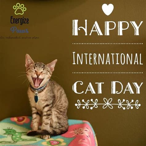 Happy International Cat Day Cat Day International Cat Day Cats