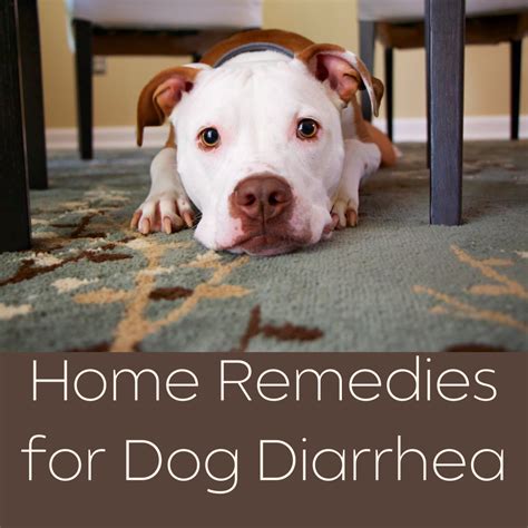 Home Remedies For Dog Diarrhea Pethelpful