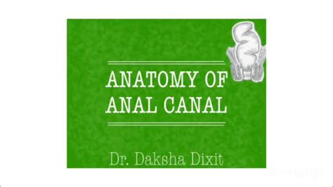 Anatomy Of Anal Canal Youtube