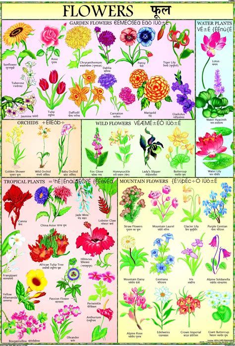 Flowers Chart For Children Paper Print Children Posters In India