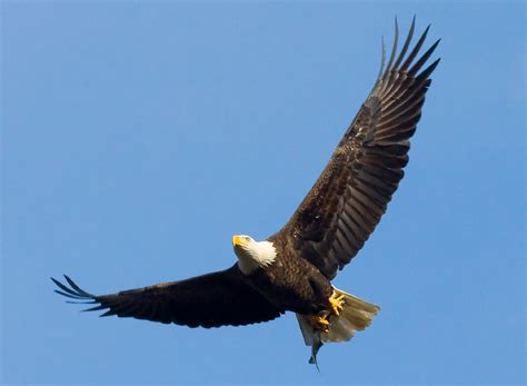 Bald Eagle Flying Free Stock Photo Public Domain Pictures