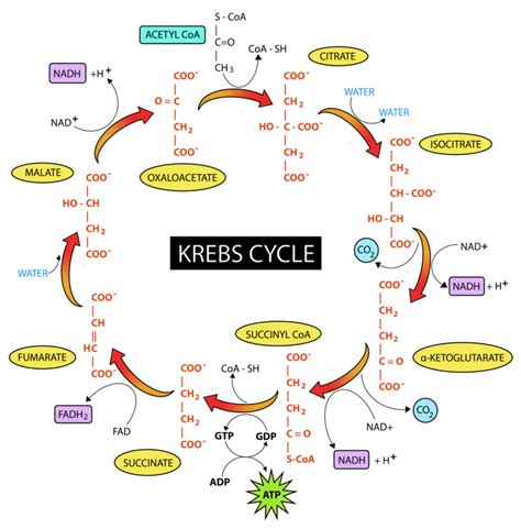 Krebs Cycle Read Biology Ck 12 Foundation