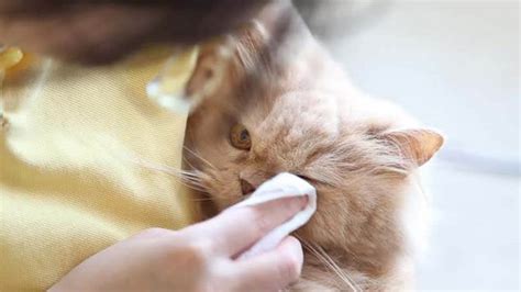 Lapisan pleura akan menghasilkan terlalu banyak cairan ketika teriritasi atau terinfeksi. Mata Kucing Berair? Ini Penyebab & Cara Mengatasinya