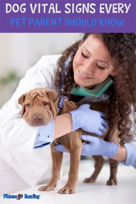Do You Know How To Check Your Dogs Vital Signs If He Gets Sick During