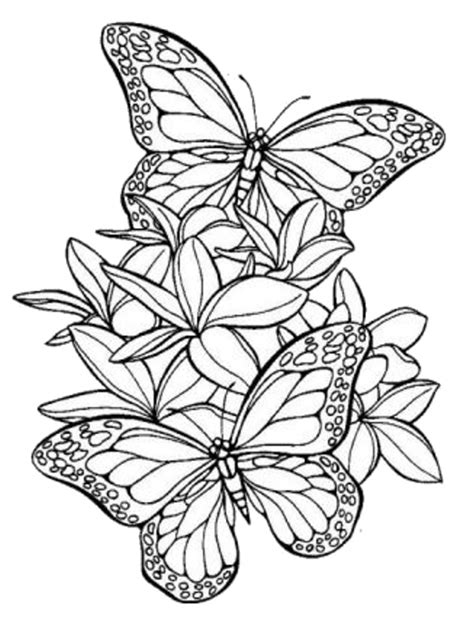 10 Disegni Di Farfalle Da Colorare