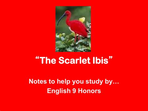 Who Is The Antagonist In The Scarlet Ibis Felicity Has Montgomery