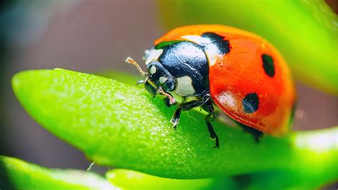 are ladybugs poisonous whatbugisthat