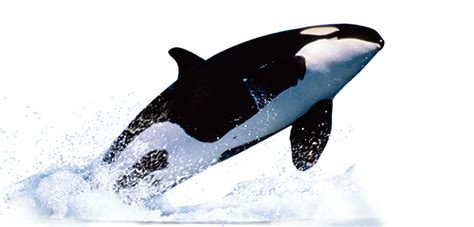 Killer Whale Png Transparent Image Download Size 984x472px