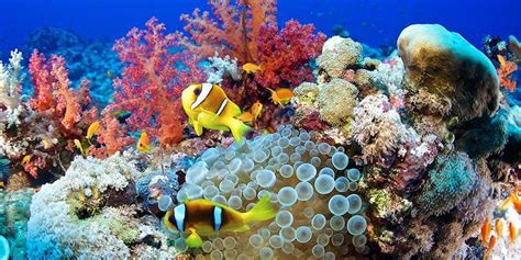 20 Stunning Underwater Photos To Celebrate World Oceans Day