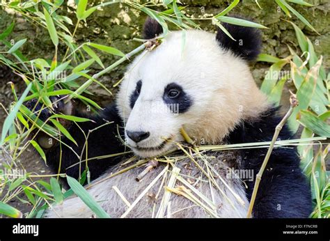 A Cute Adorable Lazy Baby Giant Panda Bear Eating Bamboo The