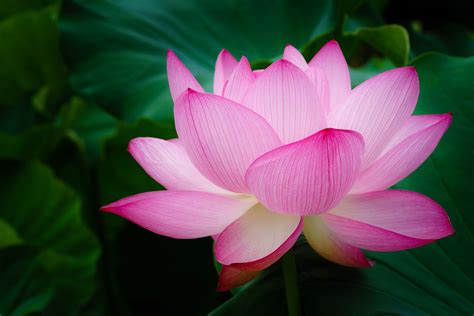 Pink lotus with leaves hd flowers. Selective focus photography of pink petaled flowers in ...