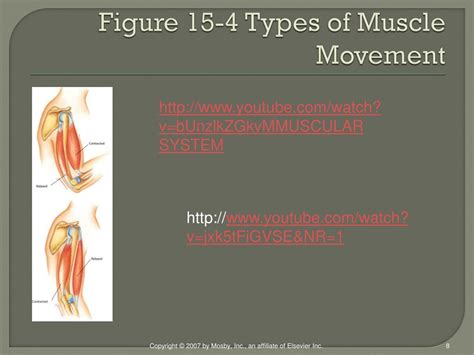 Ppt Chapter 15 Muscles Of The Body Powerpoint Presentation Free
