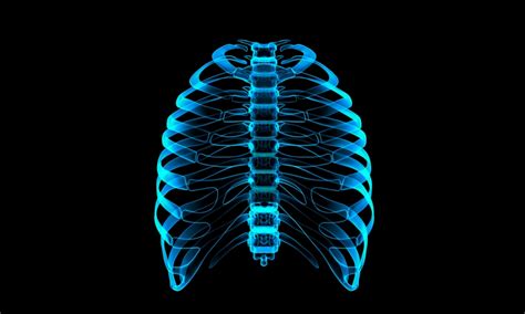 To protect your heart, lungs and other vital organs. 3D Printed Prosthetics: Recreating a Rib Cage