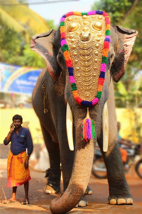 Kerala Elephant Hd Picture Peepsburghcom