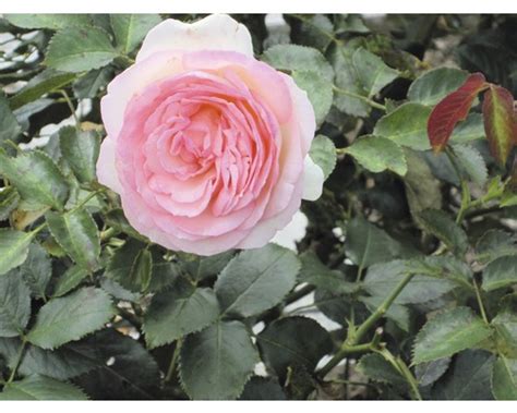 Strauchrose Eden Rose 85 30 60 Cm Bei Hornbach Kaufen