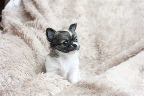 Specializing In Teacup Chihuahua Puppies For Sale Chihuahua Puppies