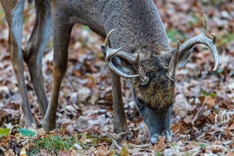 Whitetail Deer Behavior Understanding Your Herd For Effective