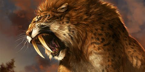 Saber toothed cat is any member of various extinct groups of predatory mammals that were characterized by long curved saber shaped canine teeth, vintage line drawing or engraving illustration. Ancient DNA Connects Saber-Toothed Tigers and House Cats ...