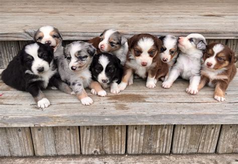 Miniature Australian Shepherd Puppies For Sale