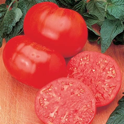 The yellow pear is an indeterminate type tomato. Beefsteak Tomato, Indeterminate: Horticultural Products ...