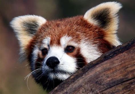 Genetic Study Shows The Red Panda Is Actually Two Separate Species