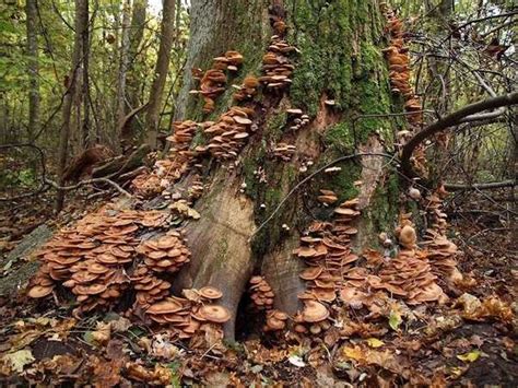 The Worlds Largest Living Organism A Mushroom Mold The