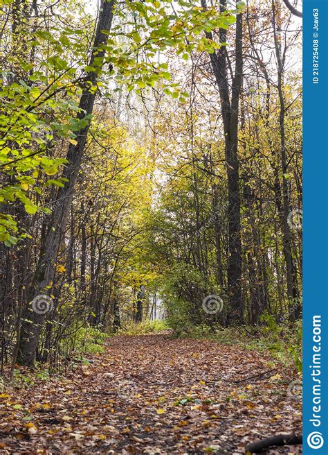 Pathway In Autumn Colorful Forest Stock Photo Image Of Seasons